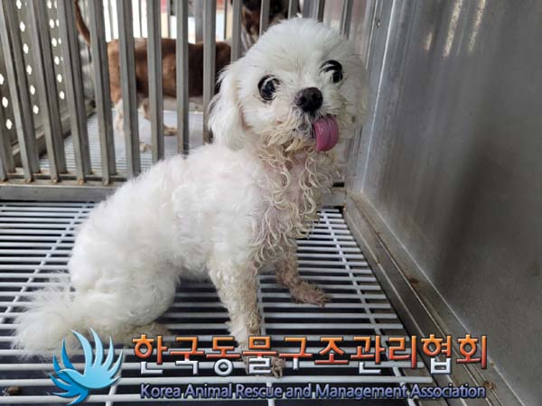 유기동물 - 말티즈